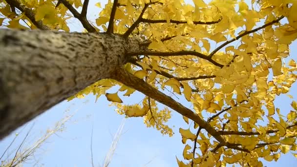 Golden ginkgo tree, - Footage, Video