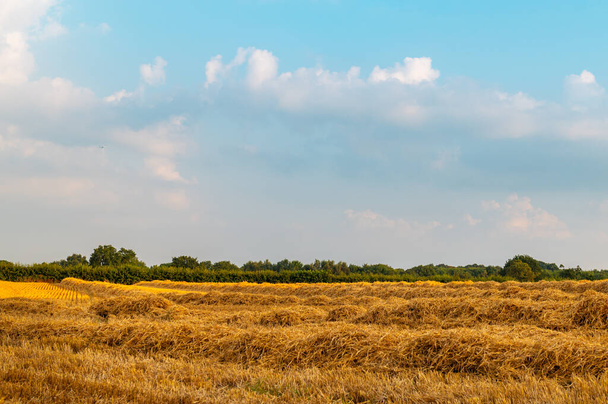 Goldene Weizenfelder - Foto, Bild
