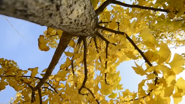 zlaté Jinan dvoulaločný strom, - Záběry, video