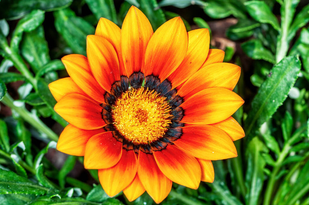 Detailní záběr žlutého květu na rostlinu - Fotografie, Obrázek