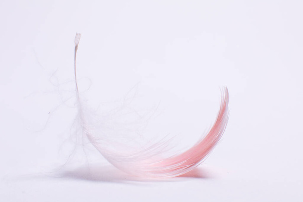 flamingo feather on white background close up - Foto, afbeelding
