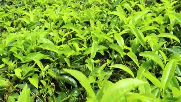 foglie di tè verde da angolo basso in giardino sulla cima della montagna al mattino - Filmati, video