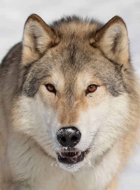 Тундровый волк Free Stock Photos, Images, and Pictures of Тундровый волк