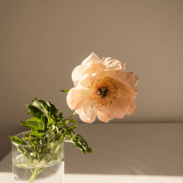 Aesthetic luxury flowers composition. Elegant delicate peach peony flower in glass vase casting sunlight shadow on white table - Photo, Image
