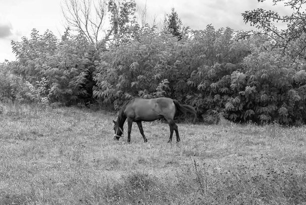 Beau cheval sauvage brun étalon sur prairie de fleurs d'été, cheval mangeant de l'herbe verte, étalon de cheval avec long portrait crinière en position debout, étalon équin à l'extérieur, grands chevaux équins - Photo, image