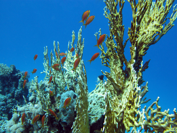 Coral reef with great yellow fire coral and fishes at the bottom of tropical sea - Photo, Image