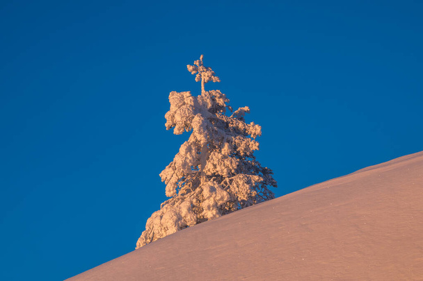 Noel ağacı güneşli kutup yamacında karla kaplıdır. Şafak vakti, kar ladini ile minimalist doğal arka plan. - Fotoğraf, Görsel