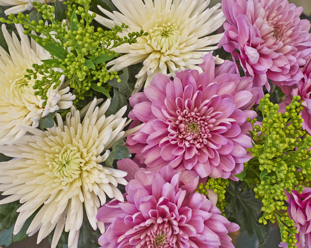Chrysanthemenblüten Nahaufnahme - Foto, Bild