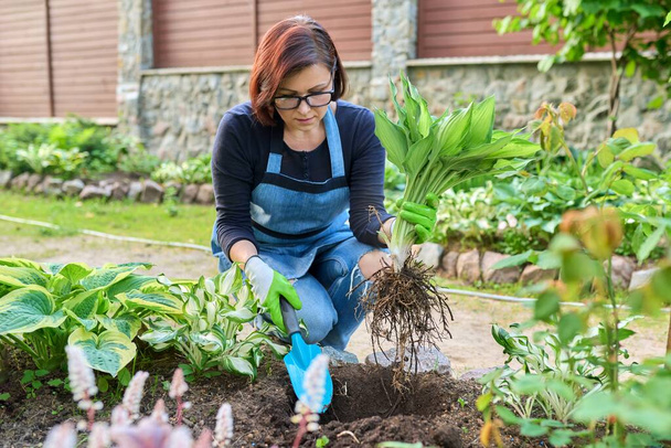 Woman planting hosta bush plant on flower bed, using shovel tools, spring gardening. - Фото, зображення