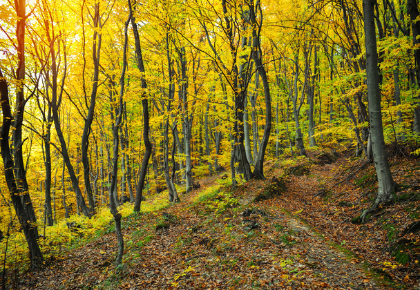 Autumn forest - Valokuva, kuva
