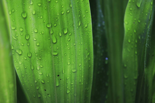 grains of rainwater attached to the leaves. - Foto, afbeelding