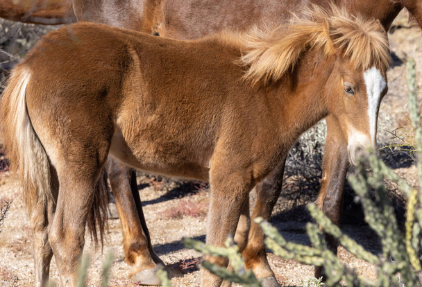 um cavalo selvagem bonito potro no deserto do Arizona - Foto, Imagem