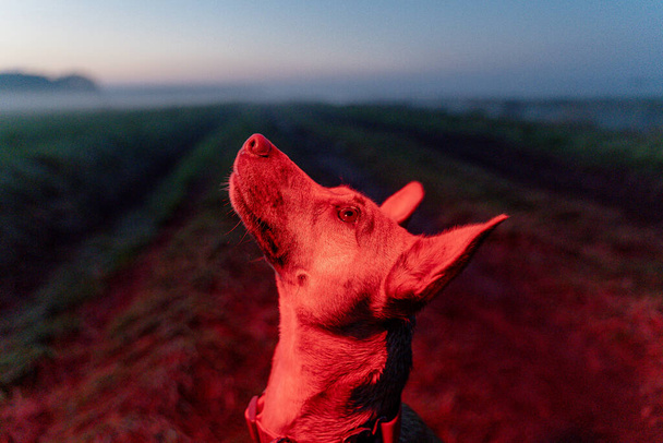 Portrait of a dog on the background of a field in the fog. - Photo, Image