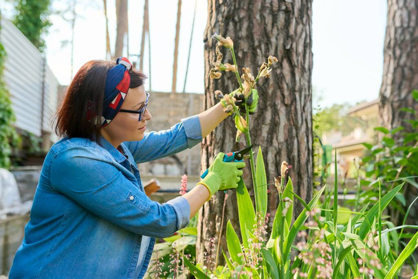 Middle aged woman caring for flower bed in backyard uses tools, garden shears - 写真・画像