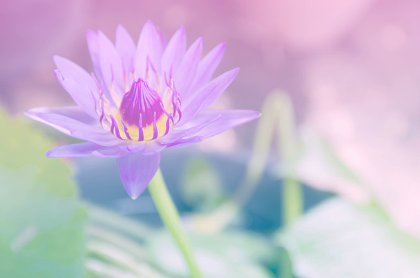 pięknymi lotosu lub nenufar filtrami kolorów - Zdjęcie, obraz