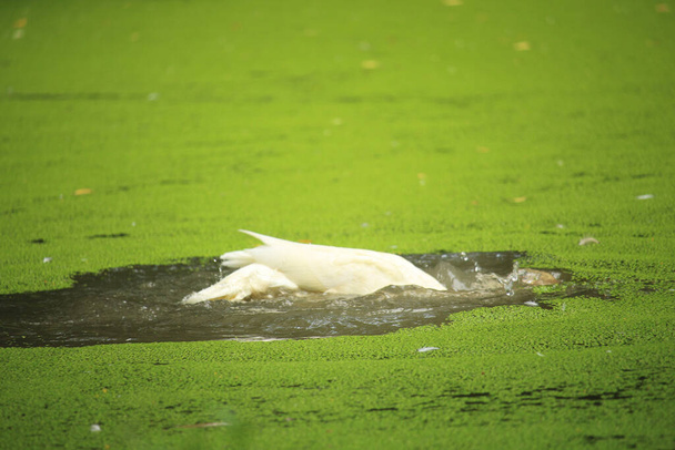 美しい白いアヒルが池の水の中で入浴しています - 写真・画像