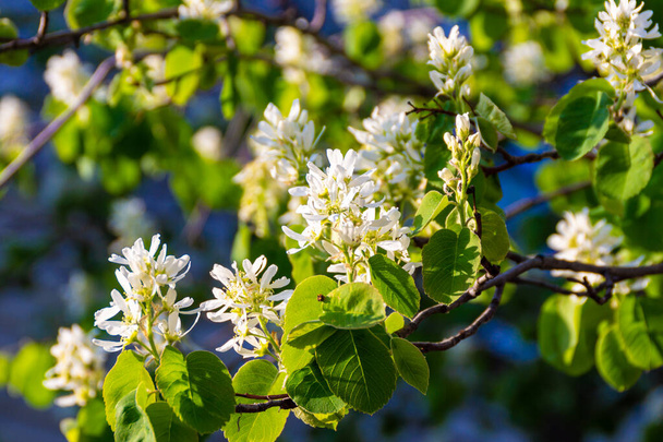 Amelnchier, familia Rosaceae florece a finales de mayo con flores blancas aireadas en el sol de verano, enfoque selectivo - Foto, imagen