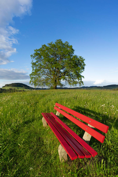 spokojne miejsce z czerwoną ławką na zielonej wiosennej łące z ogromnym drzewem w tle, Allgaeu, Bawaria, Niemcy - Zdjęcie, obraz