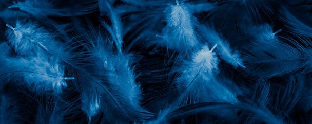 macro foto de plumas de gallina azul. fondo o textura - Foto, Imagen