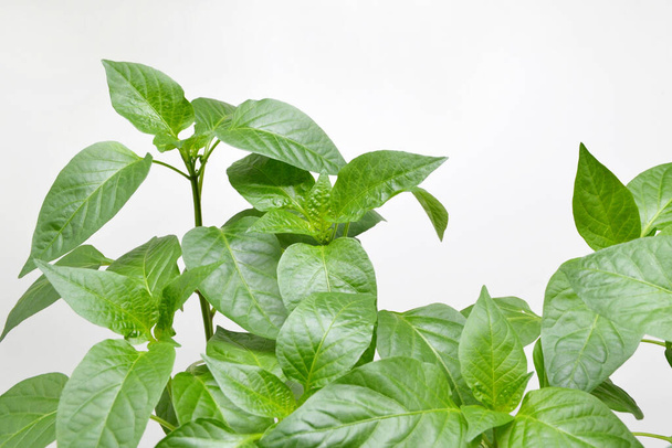 Young pepper seedlings before transplanting on a light background. Growing vegetables from bell pepper sprouts or chili seeds at home. Home organic farming.Growing basil. - Photo, image
