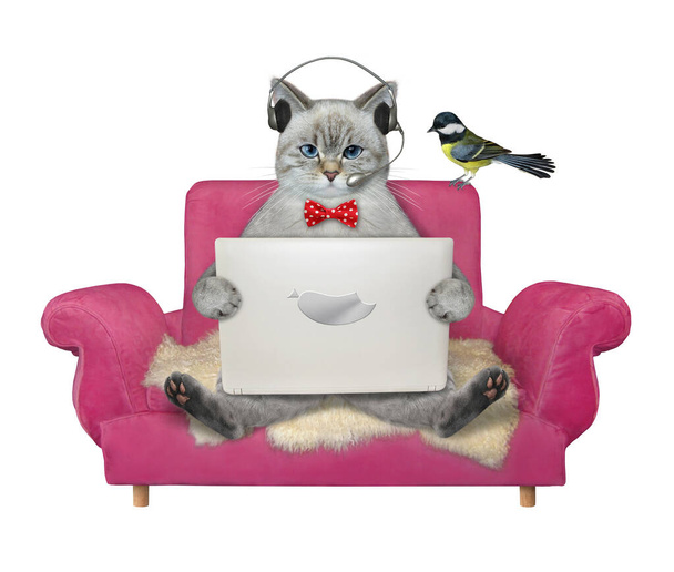 An ashen cat in earphones works with a laptop on a pink sofa. White background. Isolated. - Foto, Imagem