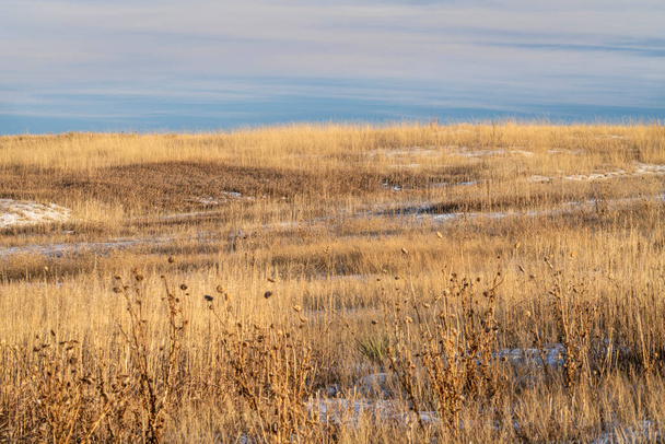 dry grass and thistle, winter sunset scenery at Colorado foothills -  Cathy Fromme Prairie Natural Area - Valokuva, kuva