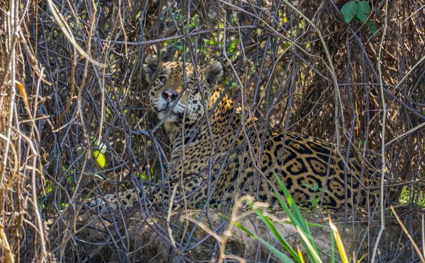 wilder Jaguar hinter Pflanzen am Flussufer, Pantanal, Brasilien - Foto, Bild