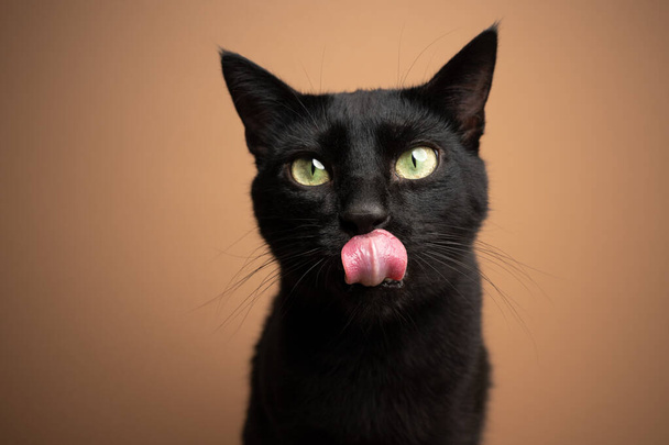 hungrige schwarze Katze leckt Lippen und wartet auf Futter - Foto, Bild