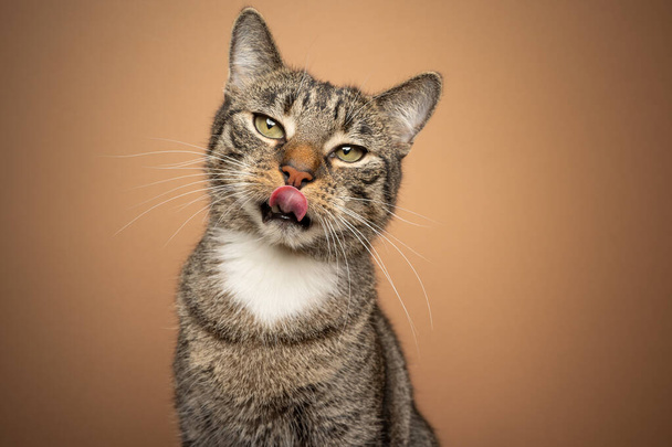 nälkäinen kissa nuolee huulet odottaa ruokaa - Valokuva, kuva