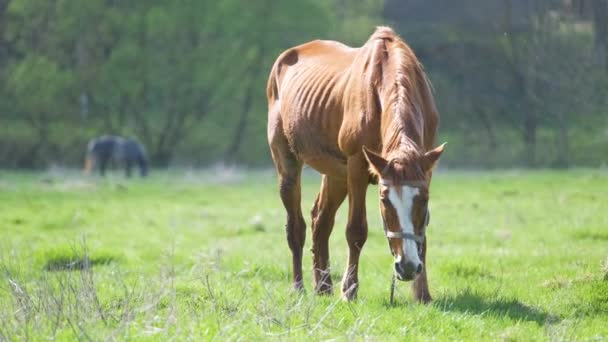 Cavallo di castagno sottile che mangia erba mentre pascola nei pascoli dell'azienda agricola - Filmati, video