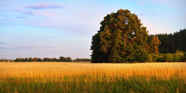 Mezőgazdasági termőföld. Magányos, hatalmas tölgyfa. Erdő a háttérben. Puha arany napfény. Napnyugta. Vidéki élet. Panorámás kilátás - Fotó, kép