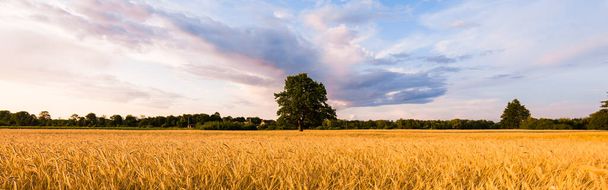Сельскохозяйственное поле. Одинокий могучий дуб. Лес на заднем плане. Мягкий золотой солнечный свет. Закат. Сельская сцена. Панорамный вид - Фото, изображение