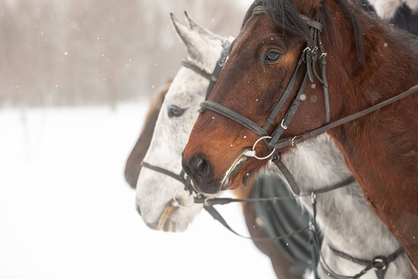 several horses in horse harness against the backdrop of a snowy field in winter. Close-up of the heads. - Foto, afbeelding