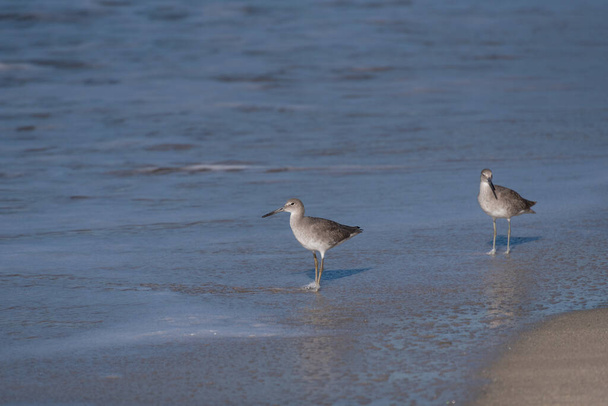 Two Common Sandpipers wading in the sea on a beach in Mexico. - Photo, Image