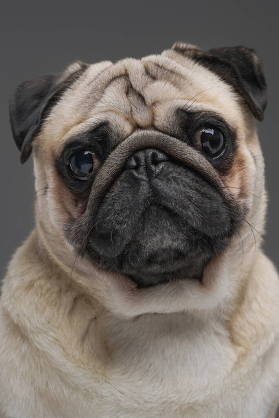 Cute pug dog with beige fur isolated on gray background - 写真・画像