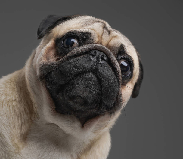 Beige pug dog with short fur against gray background - Foto, Imagem