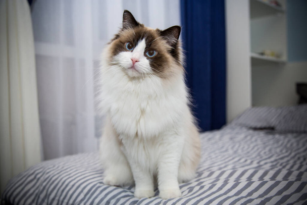 Young beautiful purebred Ragdoll cat at home - Фото, изображение