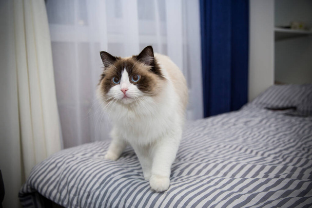 Young beautiful purebred Ragdoll cat at home - Foto, afbeelding