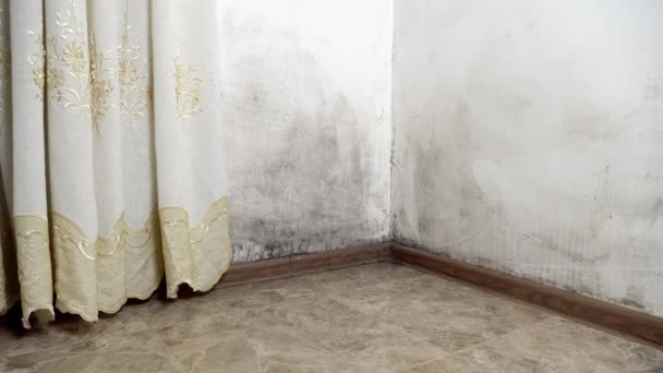 Mold in the house. Black mold on the walls. - Footage, Video