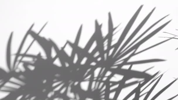 beweging van schaduw palmblad in de wind waait overlay op witte muur achtergrond, concepten zomer - Video