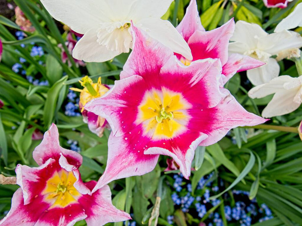 Kétszínű rózsaszín és sárga tulipán a virágágyáson díszvirágokkal - Fotó, kép