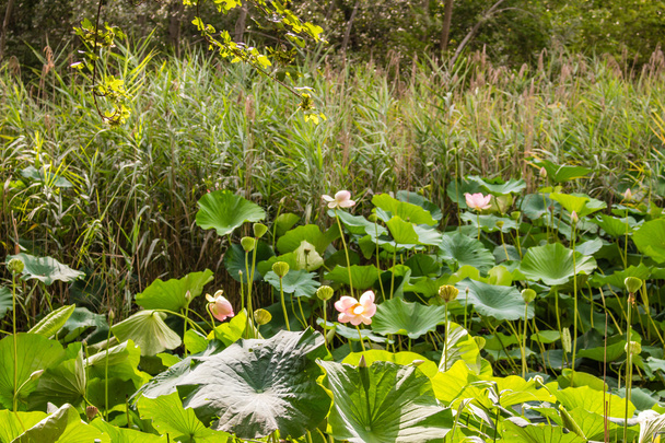 Lotus green area pond - Photo, Image