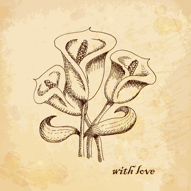 Vintage old background with calla lilies. Hand drawing. vector illustrations - Vector, imagen