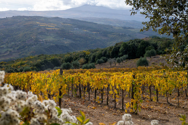 Barevný podzimní den na vinicích v blízkosti města Montalcino, Toskánsko, řady hroznů po sklizni, Itálie - Fotografie, Obrázek