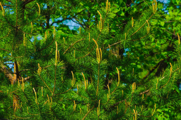 сосновые ветви против голубого неба летом. Высокое качество фото - Фото, изображение