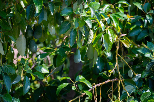Πράσινα ώριμα βιολογικά φρούτα αβοκάντο που κρέμονται σε φυτείες αβοκάντο - Φωτογραφία, εικόνα