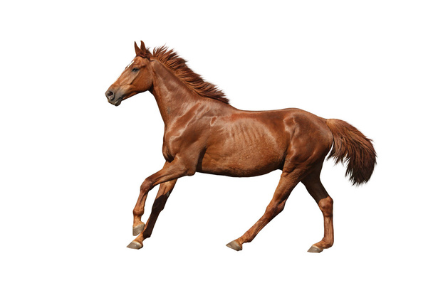  Cavallo castagno galoppante veloce su sfondo bianco
 - Foto, immagini