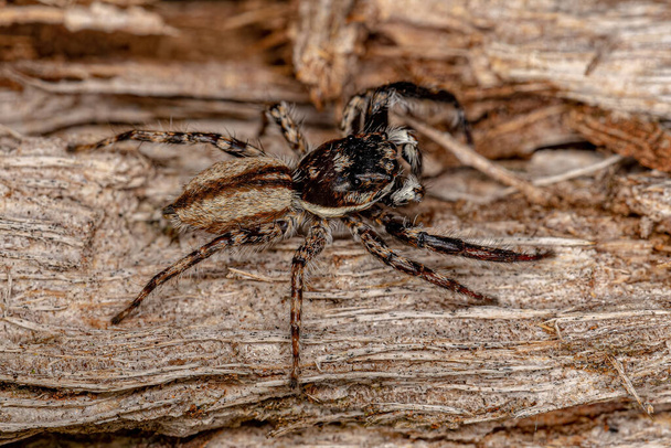 Aikuinen uros Harmaa Seinähyppy Menemerus bivittatus lajin hämähäkki - Valokuva, kuva