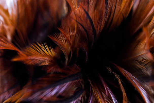 close up beautiful dark brown feather texture background in asia. - Photo, Image