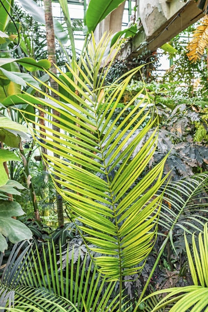 Bir seradaki tropikal palmiyelerin büyük sarı-yeşil yaprağı diğer bitkilerin arka planına karşı dikey fotoğraf. - Fotoğraf, Görsel